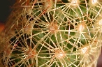 Mammillaria elongata var. echinata (3).jpg